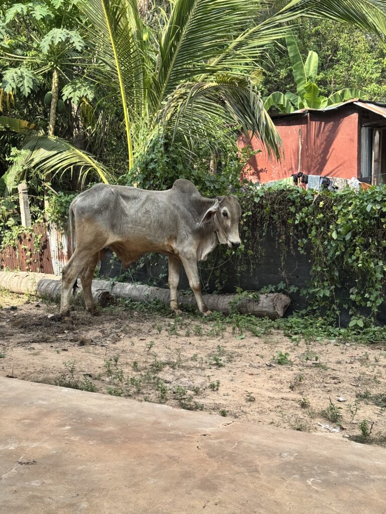 cambodia, cows, hedge trimming,